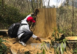Phản hồi của Điện Biên về vụ khai thác trái phép gỗ Pơ mu